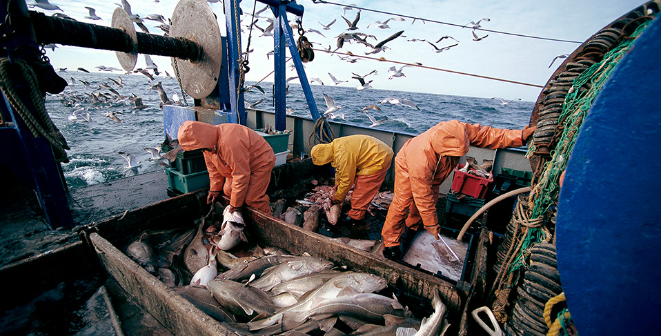 <p>
	As a reliable partner, Ozeanfood will delivery the highest quality seafood from all over the world. Every day, Every where.
</p>
