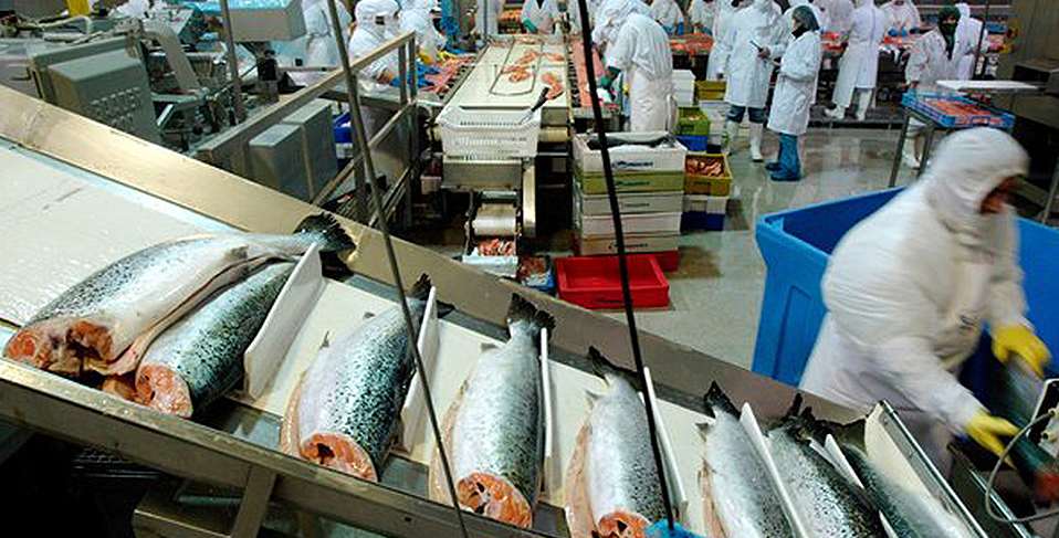 <p>
	Most hakes are identified by their geographic origin. The New Zealand Hake is found around the South Island, Chatham Rise, and Campbell Plateau at depths between 200 and 800 metres.
</p>
