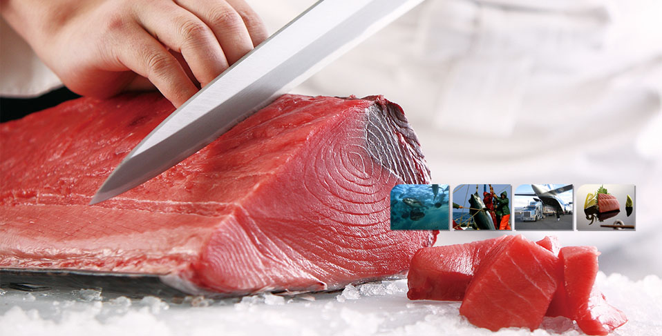 Southern bluefin tuna (Thunnus maccoyii) is a long-lived migratory species, found throughout the Southern Hemisphere, which can move thousands of kilometres in a year.