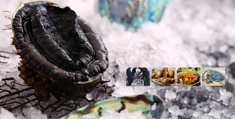 Black foot paua (<em>Haliotis iris)</em> is the largest abalone species found in New Zealand and is most commonly found in shallow waters at depths less than 6 m all around mainland New Zealand and the Chatham Islands.